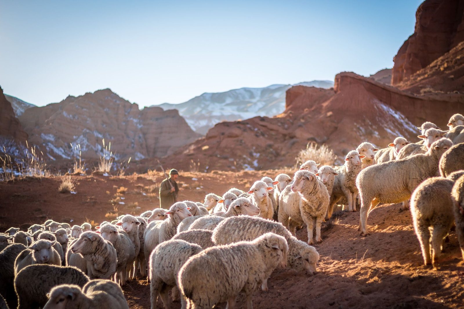 A flock of sheep moving through a canyon at first light